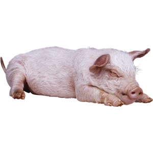 sleeping pig PNG image-2200